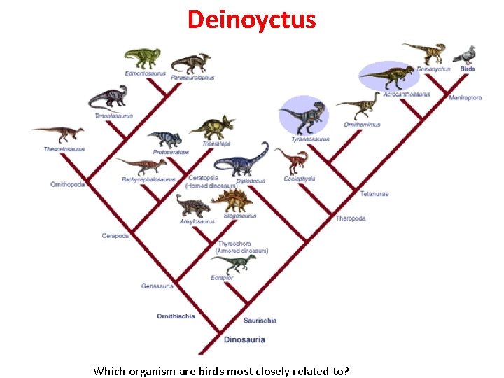 Deinoyctus Which organism are birds most closely related to? 