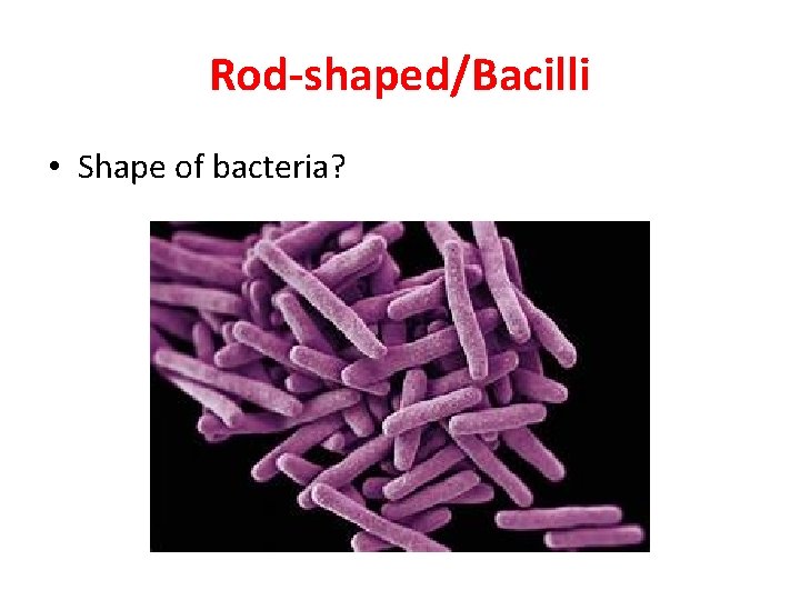 Rod-shaped/Bacilli • Shape of bacteria? 