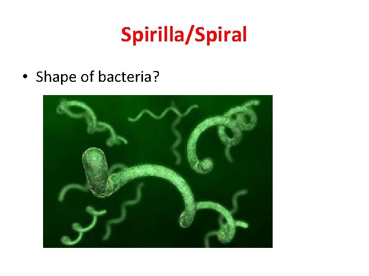 Spirilla/Spiral • Shape of bacteria? 