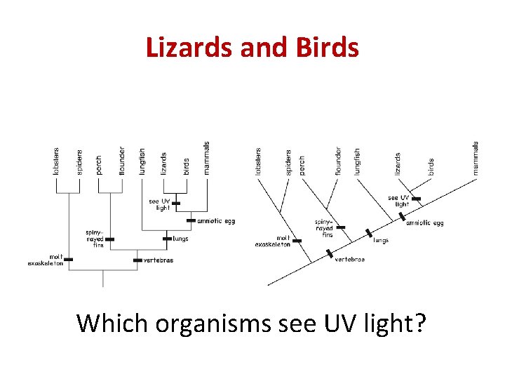 Lizards and Birds Which organisms see UV light? 
