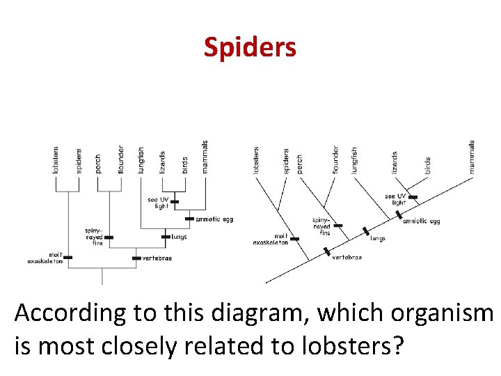 Spiders According to this diagram, which organism is most closely related to lobsters? 