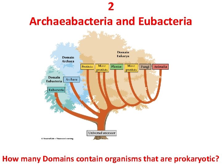 2 Archaeabacteria and Eubacteria How many Domains contain organisms that are prokaryotic? 