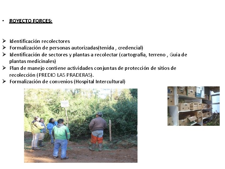  • ROYECTO FORCES: Ø Identificación recolectores Ø Formalización de personas autorizadas(tenida , credencial)