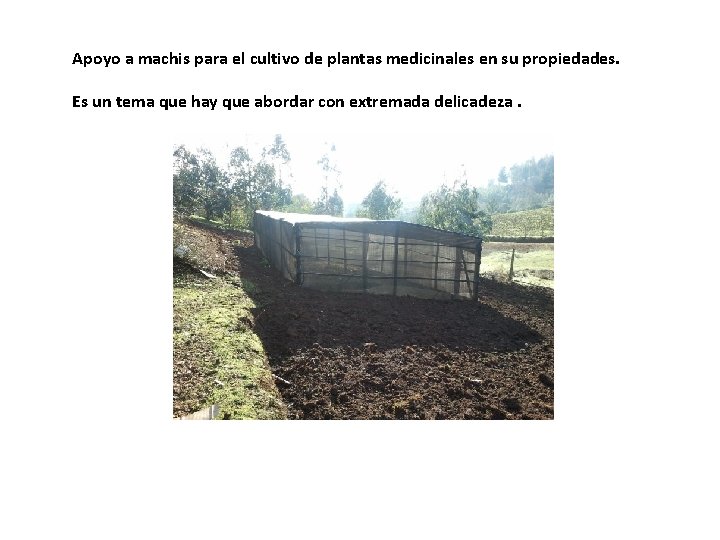 Apoyo a machis para el cultivo de plantas medicinales en su propiedades. Es un