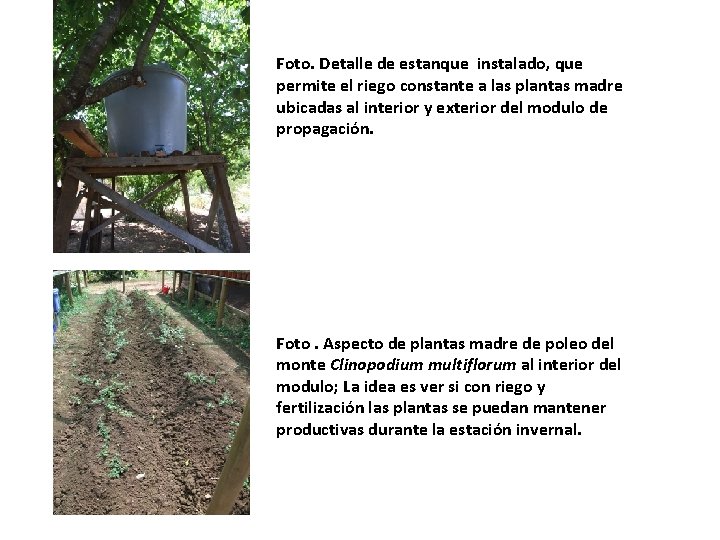 Foto. Detalle de estanque instalado, que permite el riego constante a las plantas madre