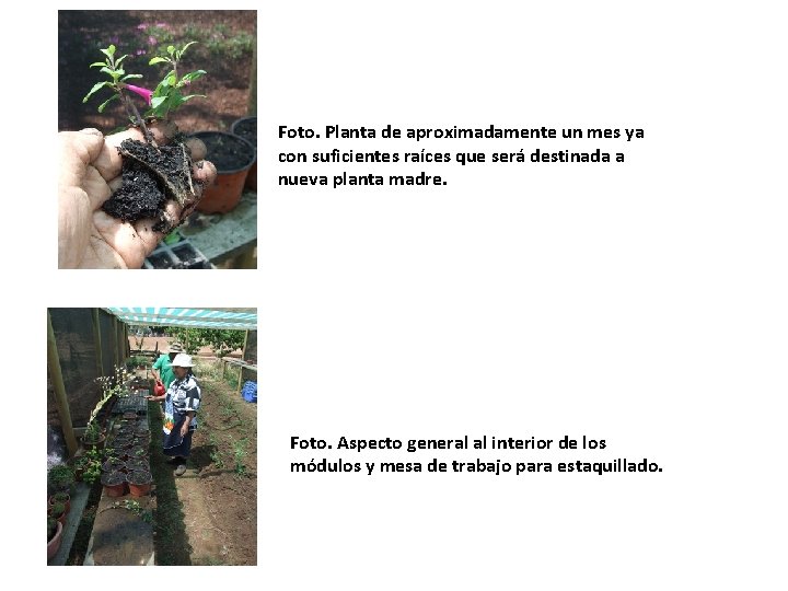 Foto. Planta de aproximadamente un mes ya con suficientes raíces que será destinada a