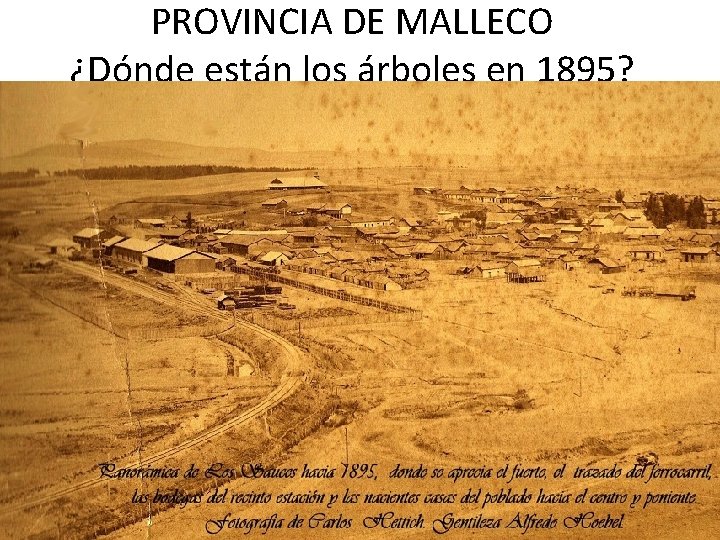 PROVINCIA DE MALLECO ¿Dónde están los árboles en 1895? 