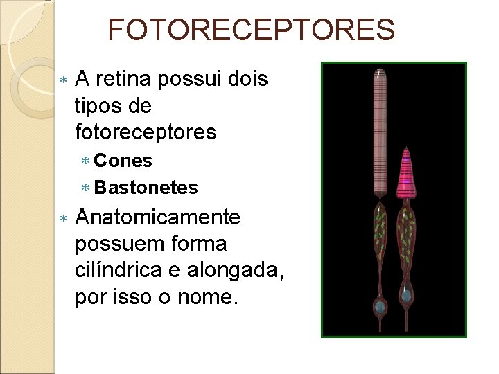 FOTORECEPTORES A retina possui dois tipos de fotoreceptores Cones Bastonetes Anatomicamente possuem forma cilíndrica FOTORECEPTORES A retina possui dois tipos de fotoreceptores Cones Bastonetes Anatomicamente possuem forma cilíndrica