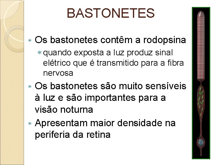 BASTONETES Os bastonetes contêm a rodopsina quando exposta a luz produz sinal elétrico que BASTONETES Os bastonetes contêm a rodopsina quando exposta a luz produz sinal elétrico que