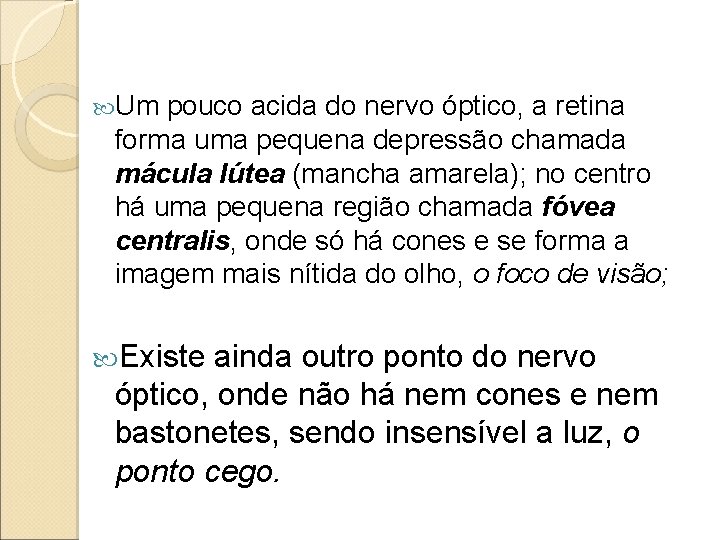 Um pouco acida do nervo óptico, a retina forma uma pequena depressão chamada Um pouco acida do nervo óptico, a retina forma uma pequena depressão chamada