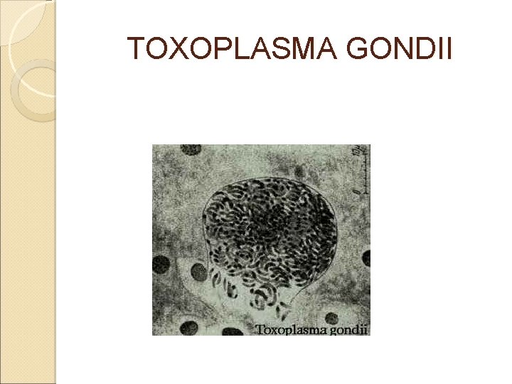 TOXOPLASMA GONDII TOXOPLASMA GONDII