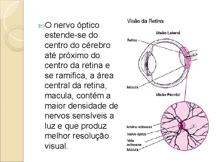 O nervo óptico estende-se do centro do cérebro até próximo do centro da O nervo óptico estende-se do centro do cérebro até próximo do centro da