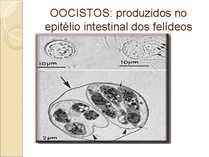 OOCISTOS: produzidos no epitélio intestinal dos felídeos OOCISTOS: produzidos no epitélio intestinal dos felídeos