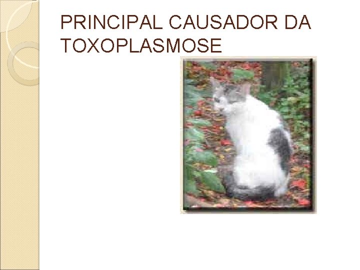 PRINCIPAL CAUSADOR DA TOXOPLASMOSE PRINCIPAL CAUSADOR DA TOXOPLASMOSE