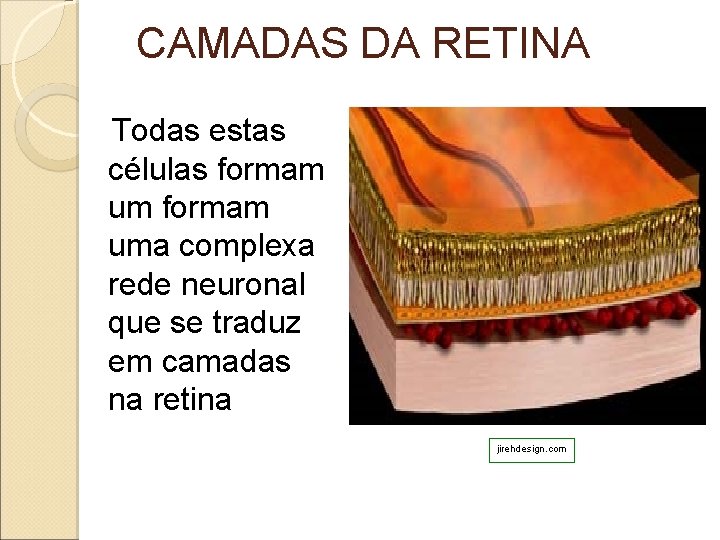 CAMADAS DA RETINA Todas estas células formam uma complexa rede neuronal que se traduz CAMADAS DA RETINA Todas estas células formam uma complexa rede neuronal que se traduz