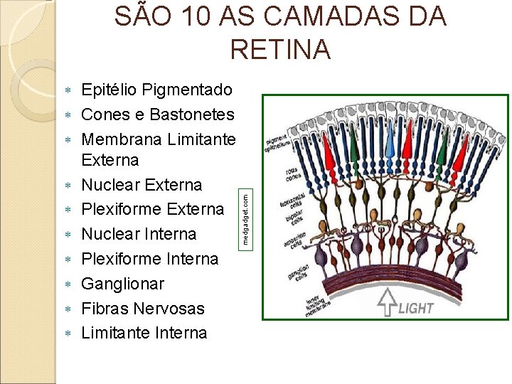 Epitélio Pigmentado Cones e Bastonetes Membrana Limitante Externa Nuclear Externa Plexiforme Externa Nuclear Epitélio Pigmentado Cones e Bastonetes Membrana Limitante Externa Nuclear Externa Plexiforme Externa Nuclear