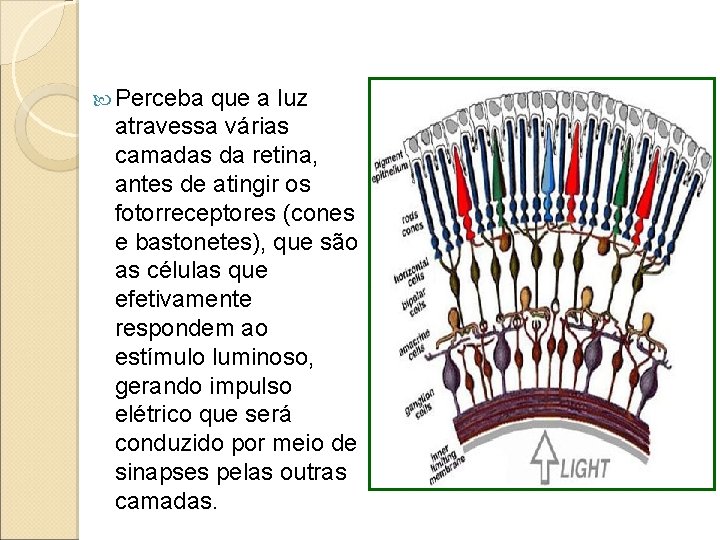 Perceba que a luz atravessa várias camadas da retina, antes de atingir os Perceba que a luz atravessa várias camadas da retina, antes de atingir os
