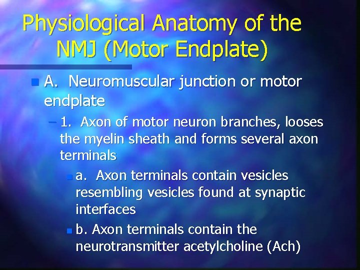 Physiological Anatomy of the NMJ (Motor Endplate) n A. Neuromuscular junction or motor endplate