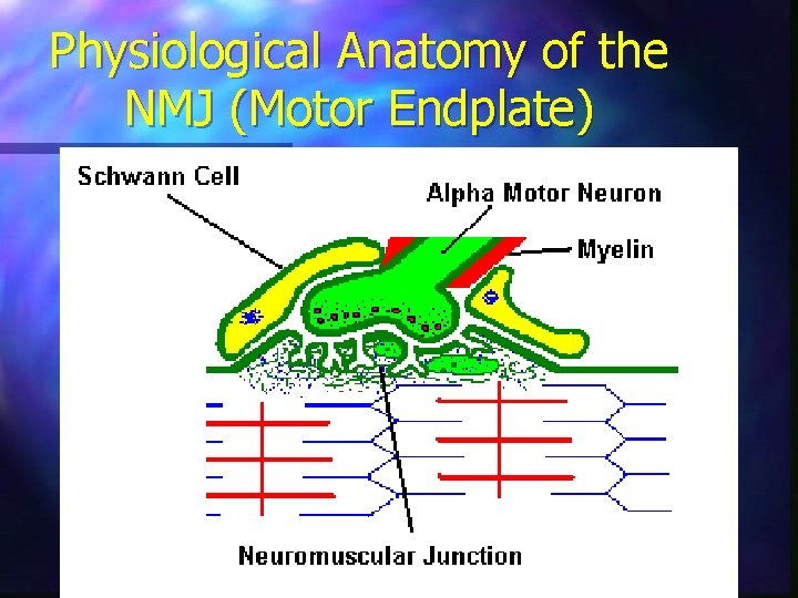 Physiological Anatomy of the NMJ (Motor Endplate) 