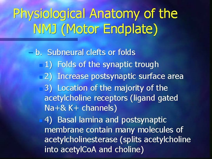 Physiological Anatomy of the NMJ (Motor Endplate) – b. Subneural clefts or folds n