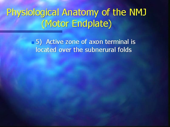 Physiological Anatomy of the NMJ (Motor Endplate) n 5) Active zone of axon terminal