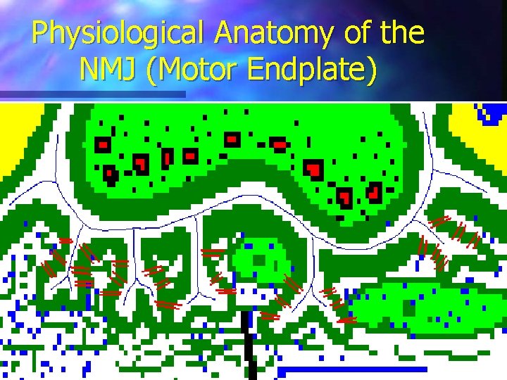 Physiological Anatomy of the NMJ (Motor Endplate) 