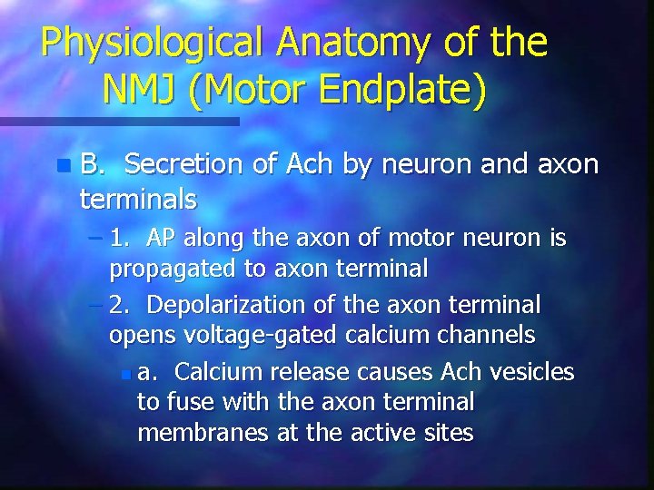 Physiological Anatomy of the NMJ (Motor Endplate) n B. Secretion of Ach by neuron