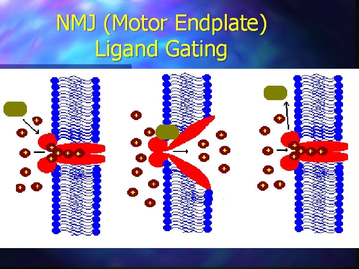 NMJ (Motor Endplate) Ligand Gating 