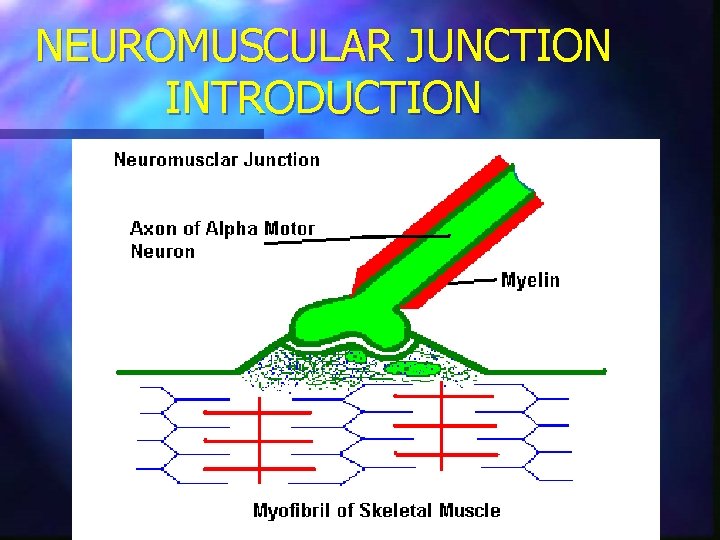 NEUROMUSCULAR JUNCTION INTRODUCTION 