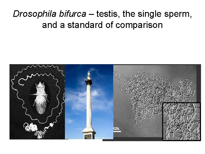 Drosophila bifurca – testis, the single sperm, and a standard of comparison 