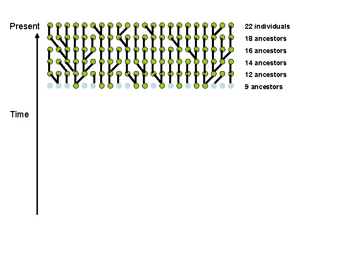 Present 22 individuals 18 ancestors 16 ancestors 14 ancestors 12 ancestors 9 ancestors Time