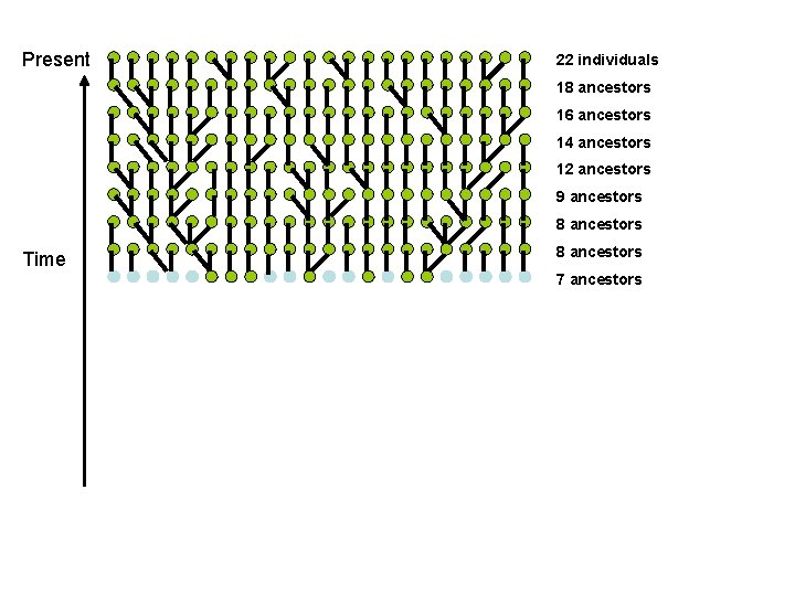 Present 22 individuals 18 ancestors 16 ancestors 14 ancestors 12 ancestors 9 ancestors 8