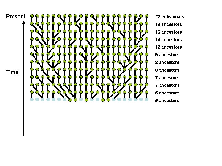 Present 22 individuals 18 ancestors 16 ancestors 14 ancestors 12 ancestors 9 ancestors 8