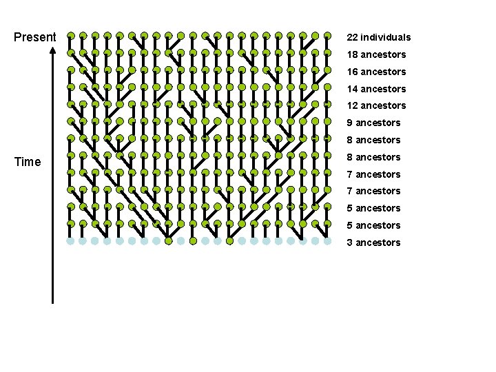 Present 22 individuals 18 ancestors 16 ancestors 14 ancestors 12 ancestors 9 ancestors 8