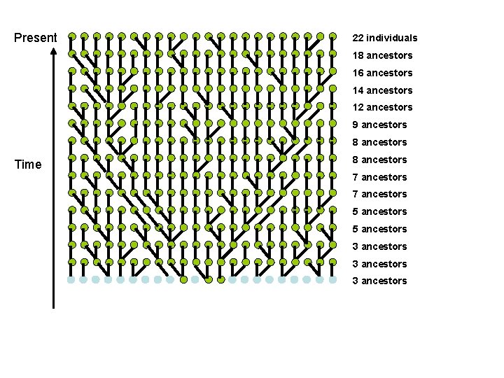 Present 22 individuals 18 ancestors 16 ancestors 14 ancestors 12 ancestors 9 ancestors 8