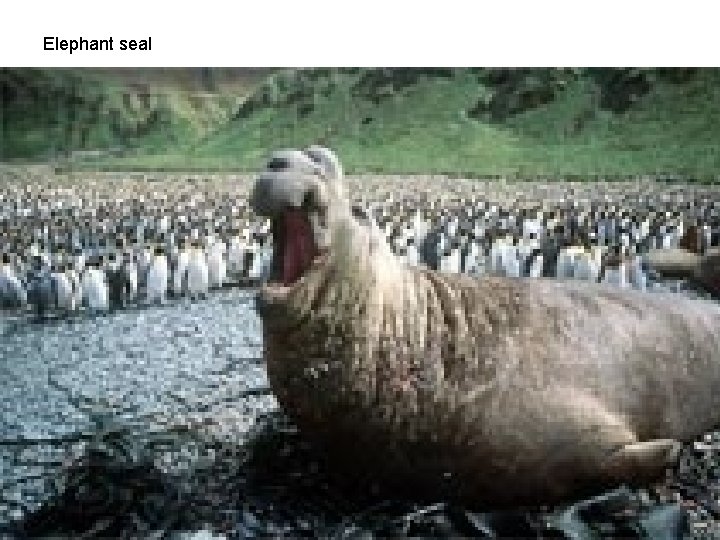Elephant seal 