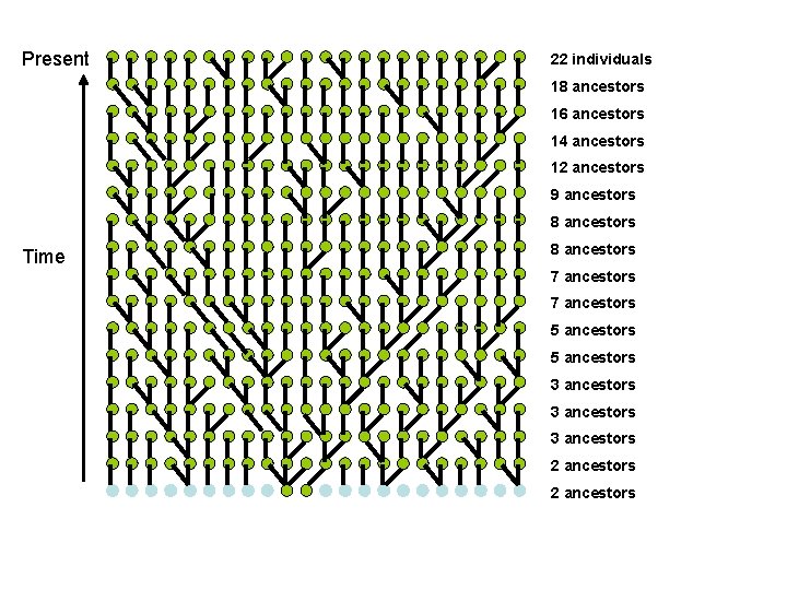 Present 22 individuals 18 ancestors 16 ancestors 14 ancestors 12 ancestors 9 ancestors 8