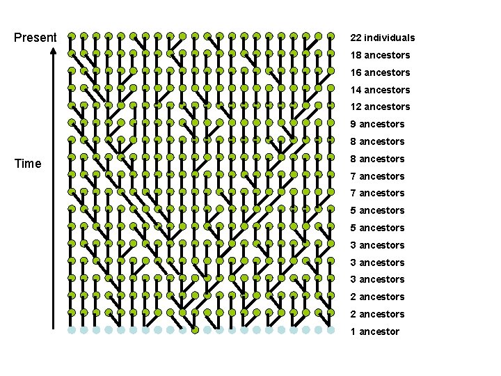 Present 22 individuals 18 ancestors 16 ancestors 14 ancestors 12 ancestors 9 ancestors 8