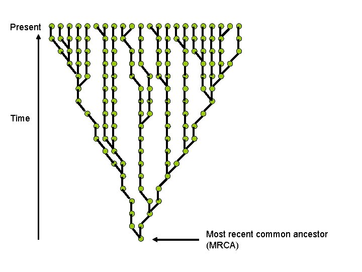 Present Time Most recent common ancestor (MRCA) 