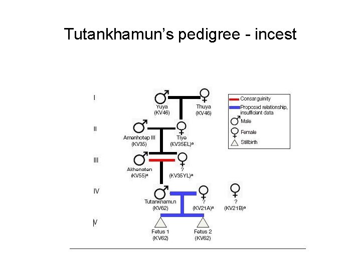 Tutankhamun’s pedigree - incest 