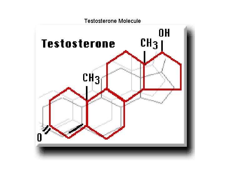 Testosterone Molecule 