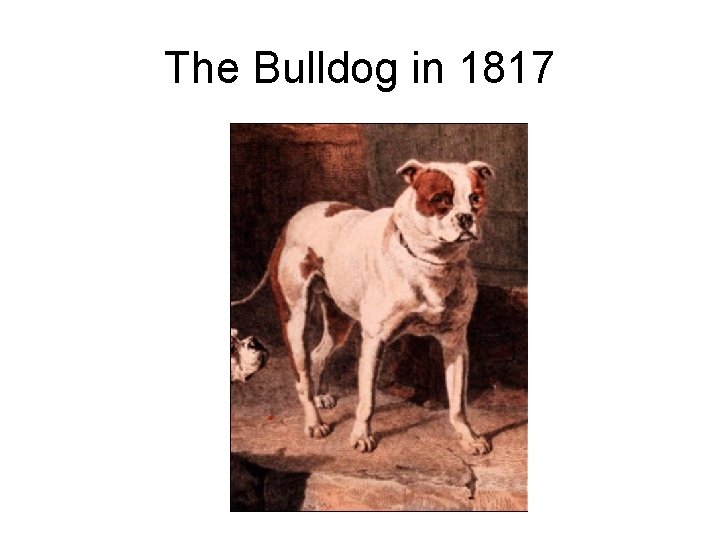 The Bulldog in 1817 