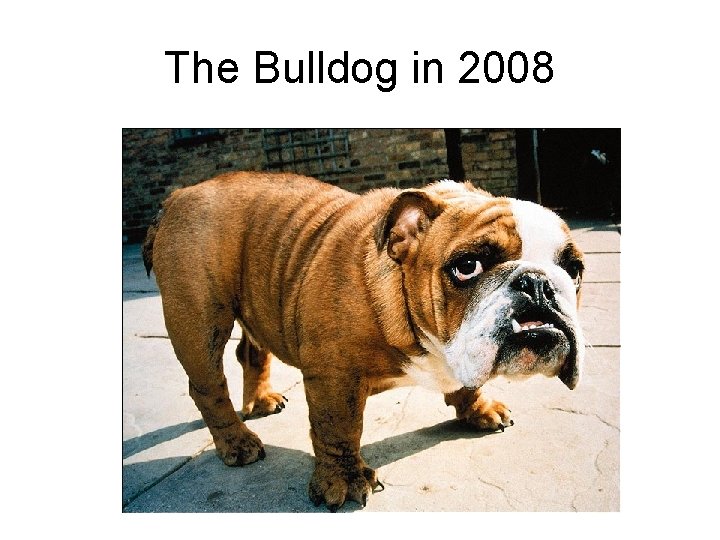 The Bulldog in 2008 