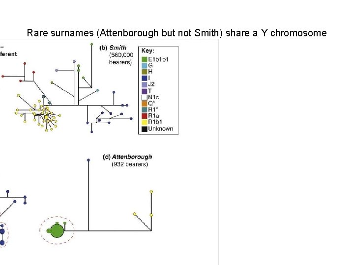 Rare surnames (Attenborough but not Smith) share a Y chromosome 