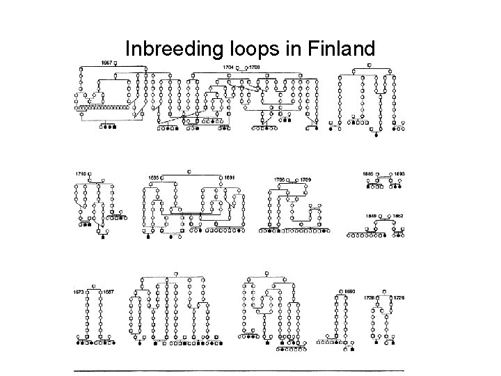 Inbreeding loops in Finland 