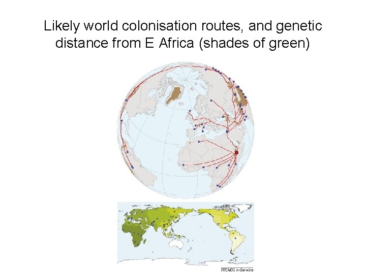 Likely world colonisation routes, and genetic distance from E Africa (shades of green) 