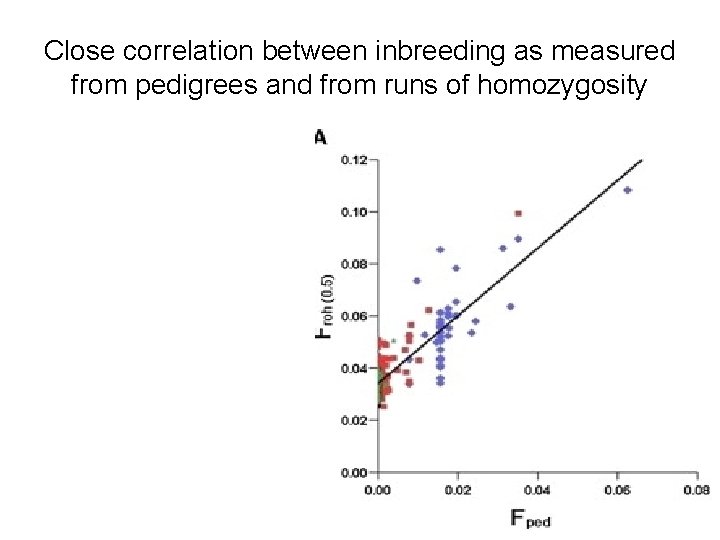 Close correlation between inbreeding as measured from pedigrees and from runs of homozygosity 