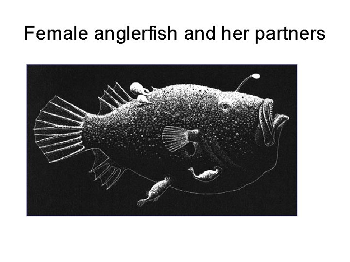 Female anglerfish and her partners 