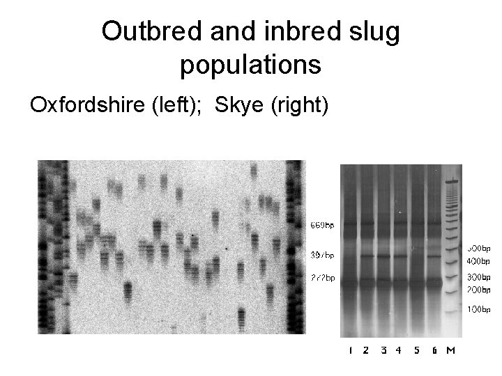 Outbred and inbred slug populations Oxfordshire (left); Skye (right) 