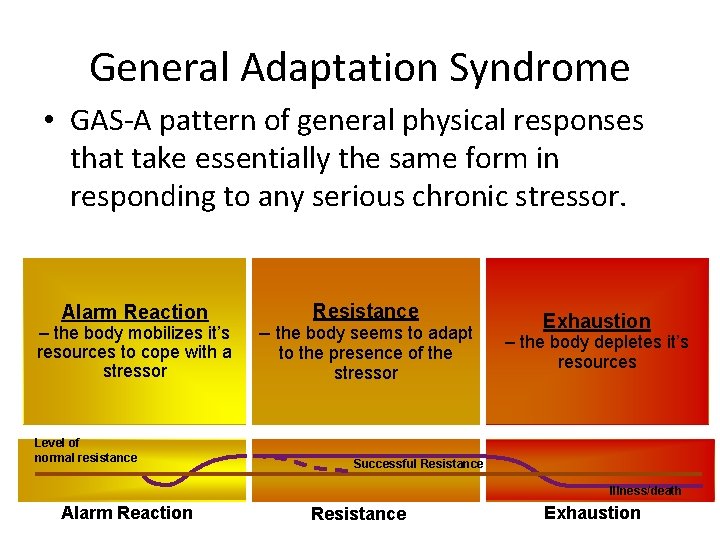 General Adaptation Syndrome • GAS-A pattern of general physical responses that take essentially the